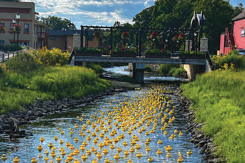 Downtown Algonquin Duck Race